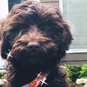 Meet your Posher, Jacque